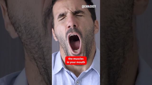 Why Do We Yawn?? ? смотреть онлайн