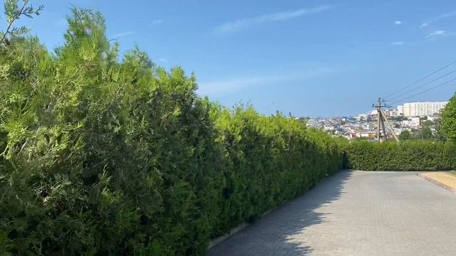 Живая изгородь из туи, стрижка и наведение порядка. смотреть онлайн