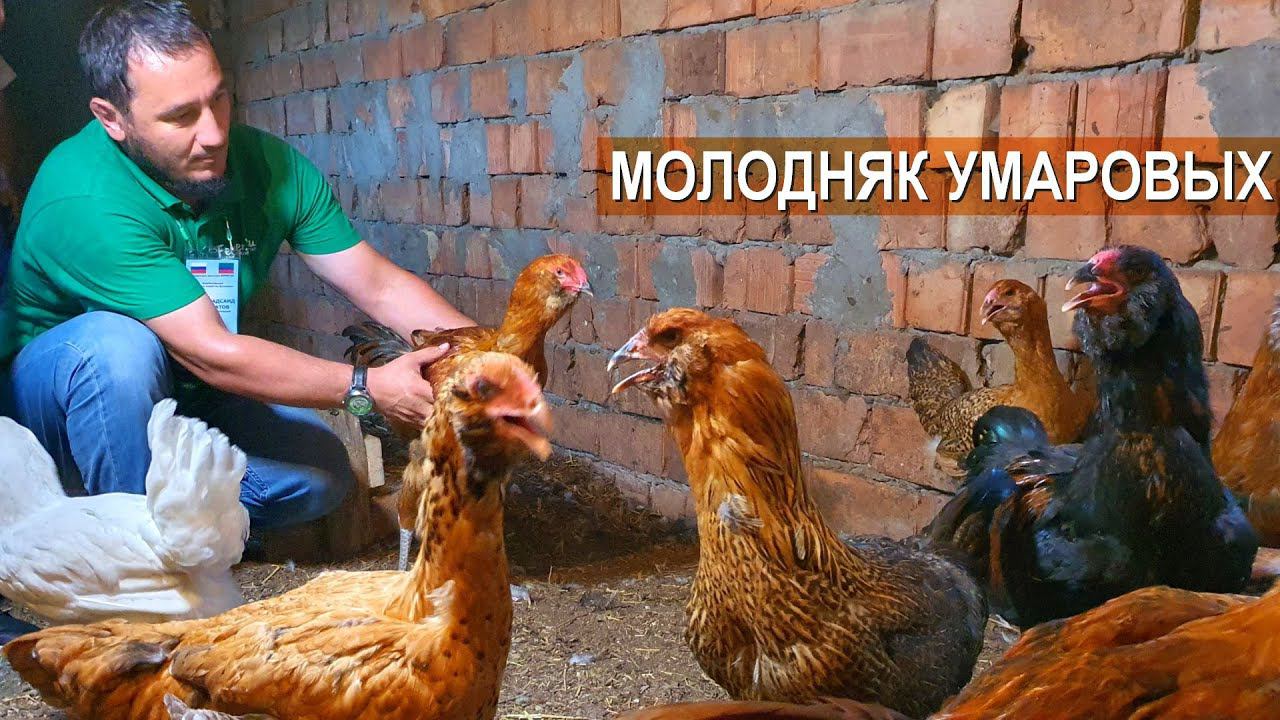 Молодняк кур