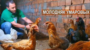 Молодняк кур Гергебильской породы в хозяйстве  братьев Заура и Зураба Умаровых.