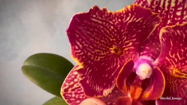 Phal. Cherry Bomb ES-2 |Первое цветение азиатской бабочки от Yaphon |Красная орхидея Черри Бомб ЕС- смотреть онлайн