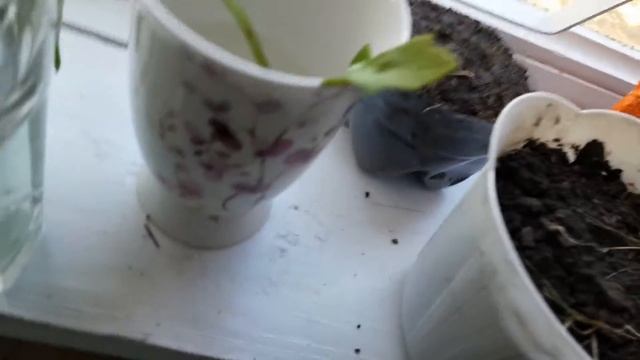 как я выращиваю зелень и арбуз на подоконнике смотреть онлайн