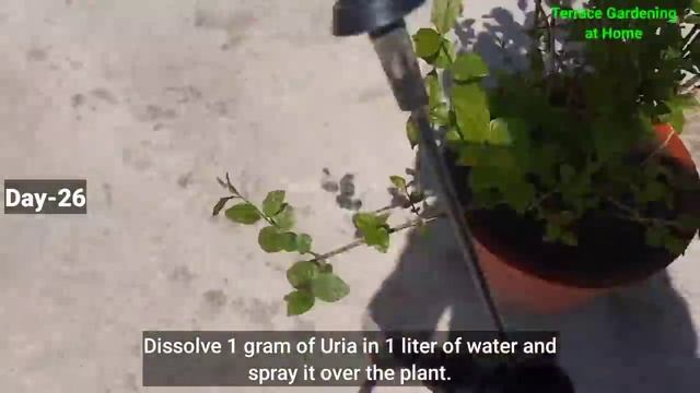 How to get maximum flowers on Jasmine Mogra / get maximum flowers on mogra Jasmine plant / Jasmine смотреть онлайн