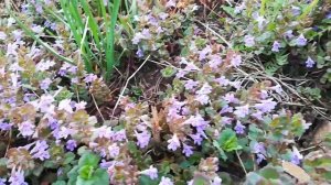 7 лучших Почвопокровников. Многолетние почвопокровные цветы.