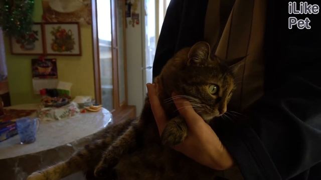 6 популярных вопросов о кошачьей мяте смотреть онлайн