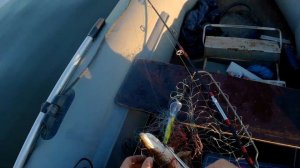 СТЕРЛЯДКА В ТРОЛЛИНГ | КАК ТАКОЕ ВООБЩЕ ВОЗМОЖНО?! | РЫБАЛКА ТРОЛЛИНГОМ НА РЕКЕ КАМА 2020 ЩУКА