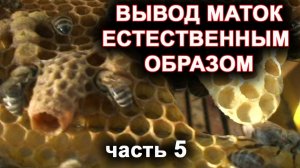 Правильный выход матки из маточника. Вывод маток естественным способом. часть 5.mp4