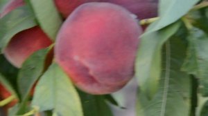 Персик Ред Хавен