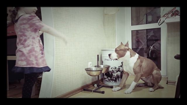 Стаффордширский терьер кинулся во время кормежки на девочку!!! смотреть онлайн