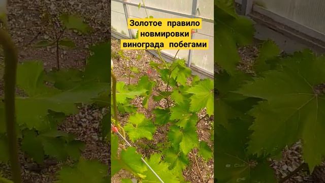 Золотое правило нормировки винограда побегами #нормировкапобегами #виноград #виноградник