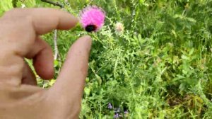 Жалят 7 шмелей / последствия укуса