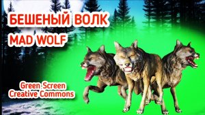Волк green screen футаж, хромакей анимация на зелёном фоне.