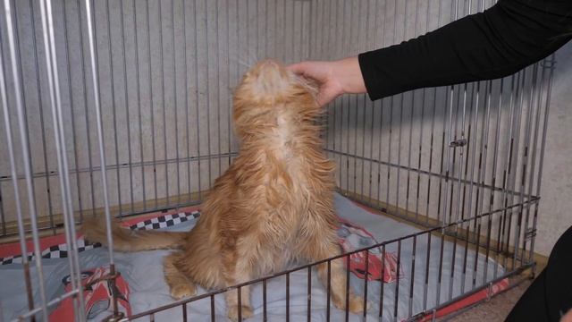 Какие кошки у нас живут? Жизнь кошачьего приюта "ЛИС". Помощь бездомным кошкам и котятам смотреть онлайн