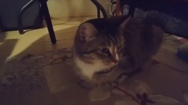 Сколько кошек живёт у нас на даче!!!!!