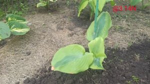 ☘️хостарий Wow! расширяется#petrnovar #запорожье #хосты #hostas #репортаж