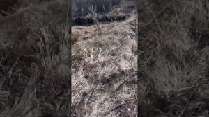 Охота с пневматикой