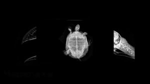 Рентген животных