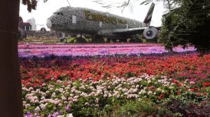 Dubai Miracle Garden | The largest flower Garden in the world | UAE🇦🇪