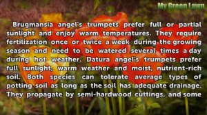 What Is an Angel Trumpet Flower?