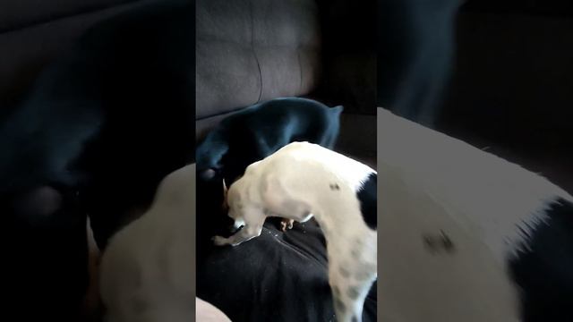 pincher fight #dog #cao #puppy смотреть онлайн