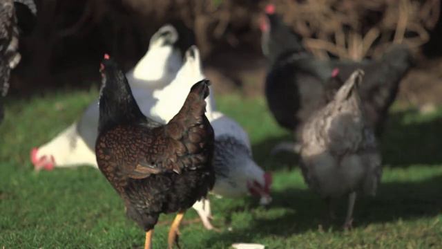 КАК ГОВОРЯТ ЖИВОТНЫЕ.. ЖИВОТНЫЕ МИРА И ИХ ЗВУКИ смотреть онлайн