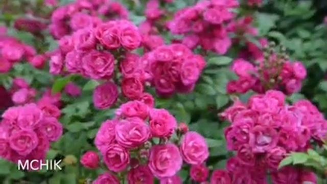 Шикарные клумбы с розами в вашем саду. Роза Dinky, Динки. Пышное цветение роз. Розы Ленса.