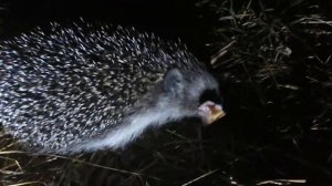 Ёжик ест колбасу в лесу