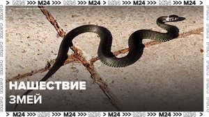 Жители столичного региона пожаловались на нашествие змей - Москва 24