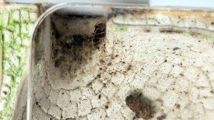 Обзор муравьёв Odontoponera denticulata.