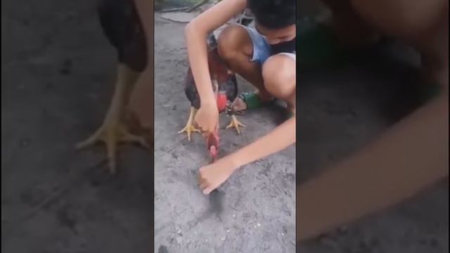 Gallo hipnotizado смотреть онлайн