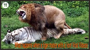 What happens when a tiger mates with a lion! Viral Videos.mp4