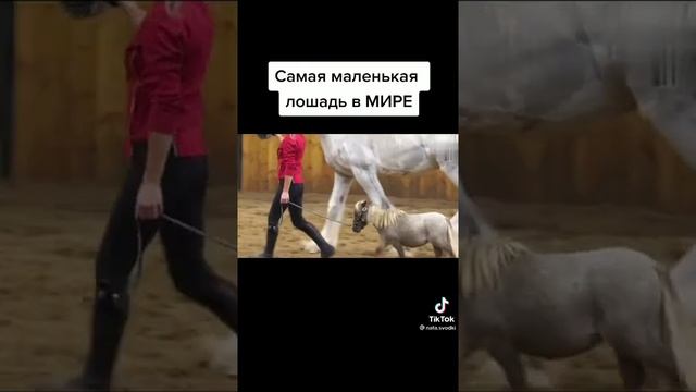 самая маленькая лошадь в МИРЕ)) #лошади #фалабелла #пони #в_мире