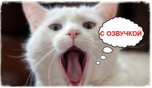 Приколы с котами!  Cмешные животные с ОЗВУЧКОЙ!