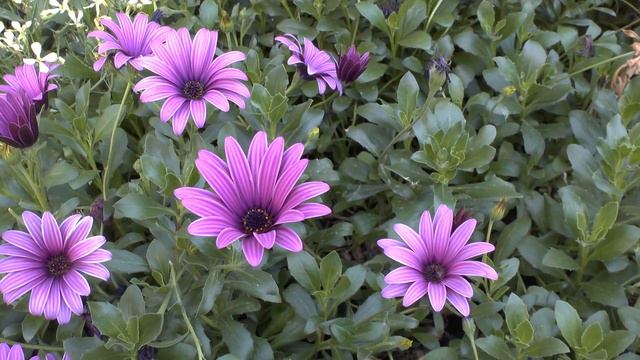 Osteospermum flowers plant - grow and care смотреть онлайн