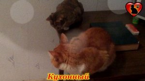 Так Вот Почему Кот Спит на Столе! Приметы и Суеверия!