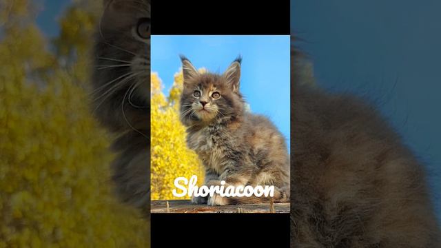 Красивые,породистые,крупных линий котята из питомника Мейн-кун  Shoriacoon.Рождены 30.07.22