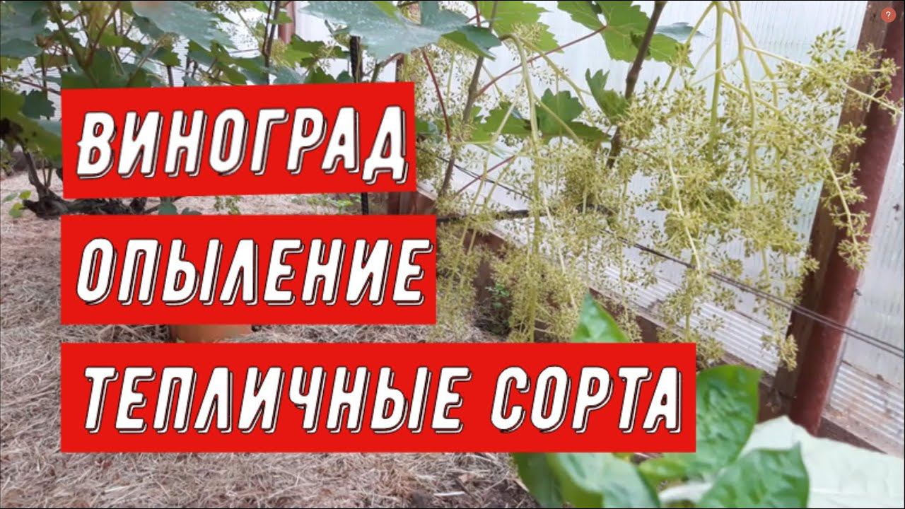 Виноград. Опыление. Тепличные сорта. Виноградник Вадима Точилина