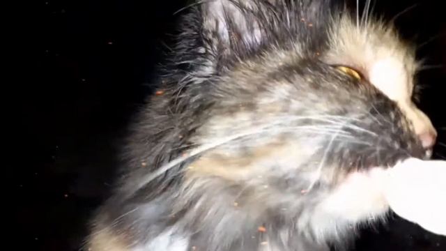 Отравление персидской кошки. Мой опыт. смотреть онлайн