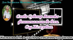 Слива Сувенир Востока - феноменальная во всем. Сад Железовых.