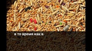 Разведение коз - Введение в козоводство