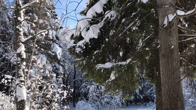 Прекрасный зимний день на даче. Прогулка по лесу . смотреть онлайн
