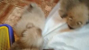 Щенки мини шпица 2 месяца