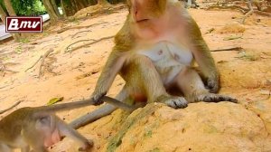 すでに貫禄のある猿の猿の赤ちゃん / monpai monyet サル 猿 悲劇 小ザル
