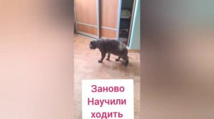 Волгоград. Однажды вечером его жизнь чуть не оборвалась. Маленького кота потрепали собаки.