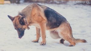 ИСТОРИЯ ПРО СОБАКУ ДО СЛЁЗ ? ❤