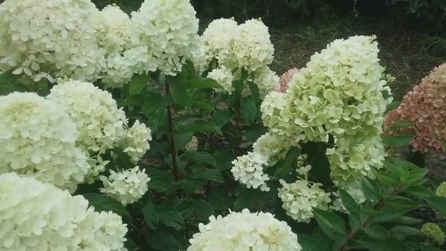 2018 Карликовая метельчатая гортензия "Silver Dollar" смотреть онлайн