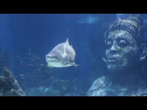 Таиланд 2016 Фото Смартфон