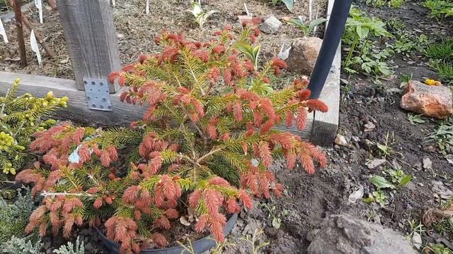 ЕЛЬ ОБЫКНОВЕННАЯ (PICEA ABIES) RYDAL - КРАСАВИЦА С ЯРКИМИ ПРИРОСТАМИ! смотреть онлайн