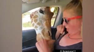 Смешные приколы #42