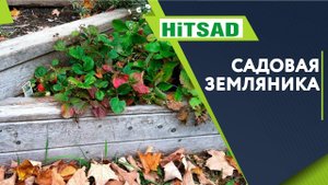 Укрывать Ли Землянику На Зиму  Советы По Уходу За Садовой Земляникой
